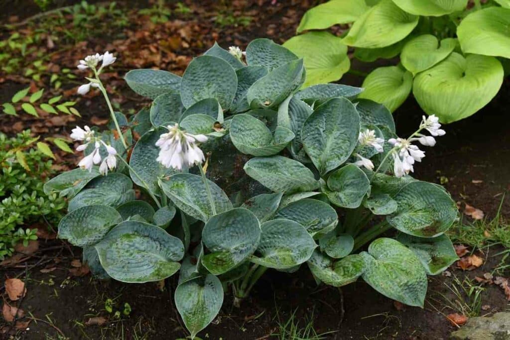 Outdoor Plantain Lily with big leaves