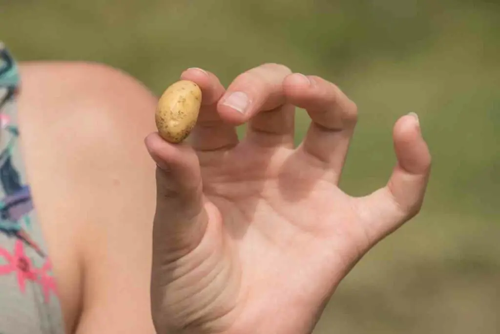 Potatoe seed