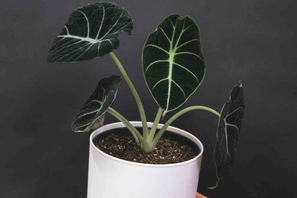 Taking care of Alocasia Black Velvet