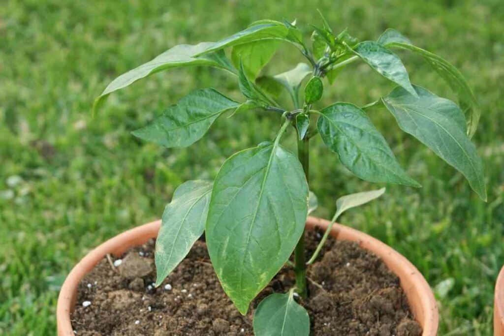 Potted jalapenos growing