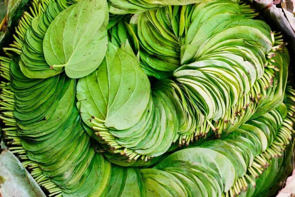 Preferred USDA Zone for betel leaves