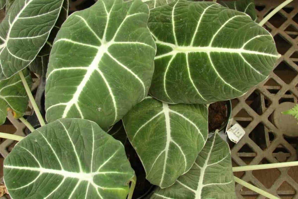 Alocasia Black Velvet common problems