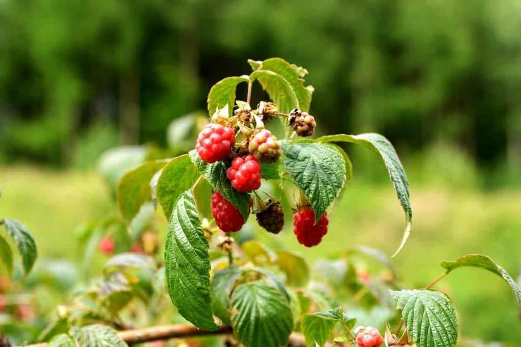 Pruning raspberry plants