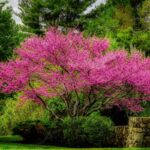 22 Purple Flower Trees (Images with Flowering Trees)