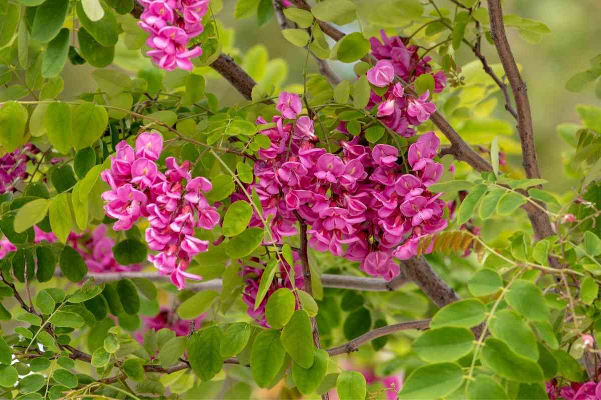 22 Purple Flower Trees (Images with Flowering Trees) Gardenia Organic