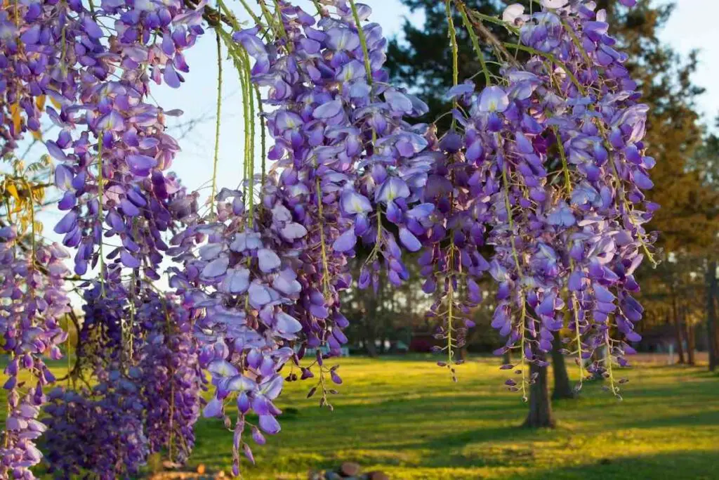 Wisteria Sinensis purple flowers tree