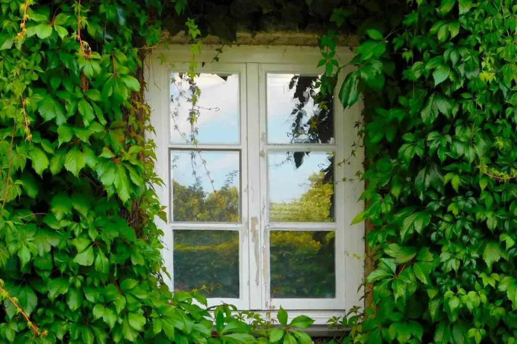 Remove Ivy from walls