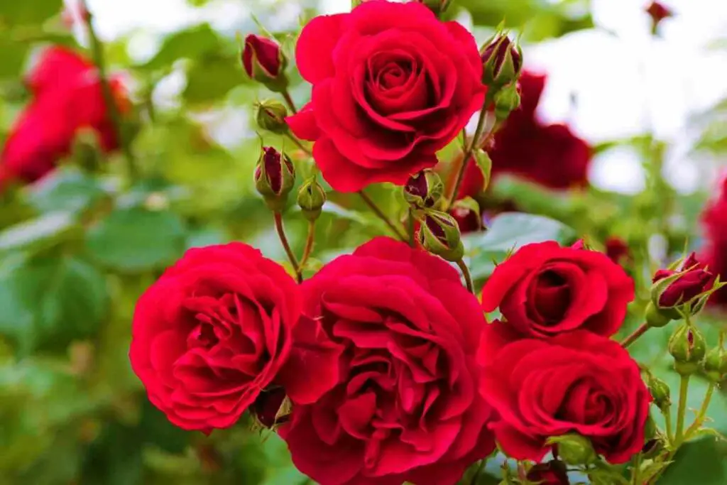Beautiful red roses blooming