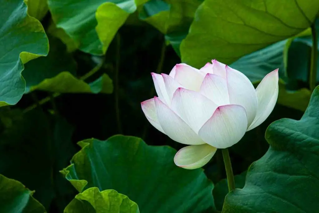 Outdoor Sacred lotus with big leaves