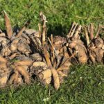 Dahlia Tubers are dead signs
