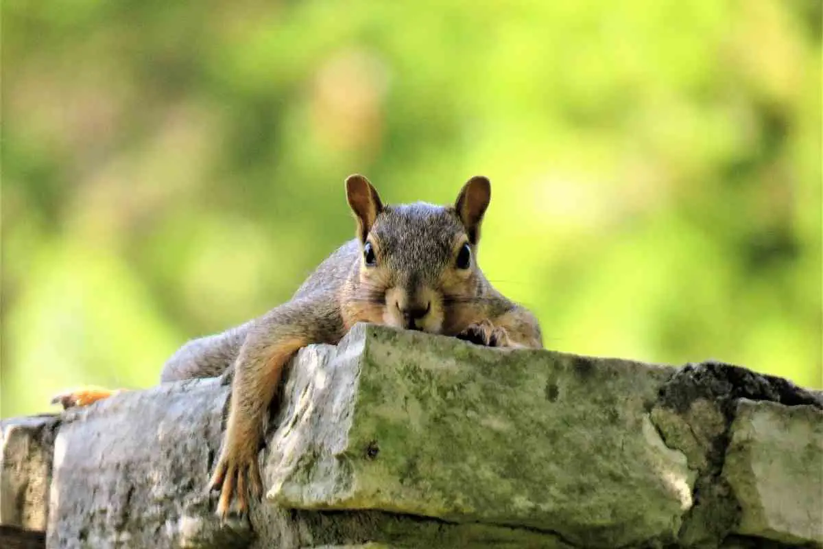 12 Smells Squirrels Hate (Keep Them Off Your Plants)