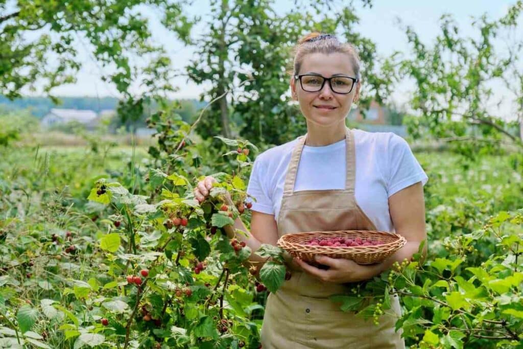 Raspberries In Texas guide