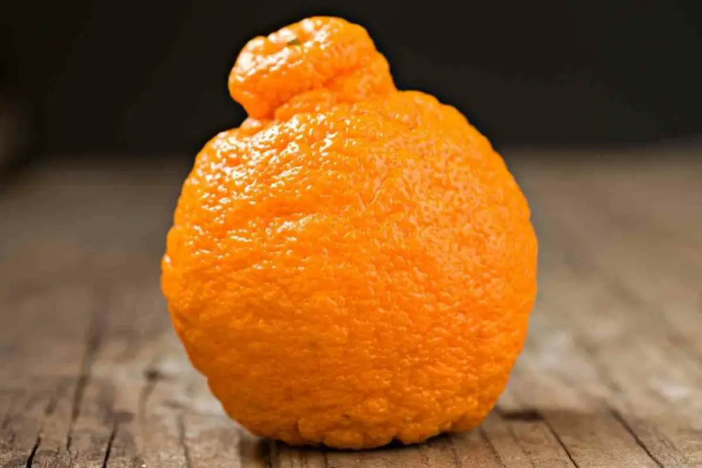 Process of growing sumo oranges