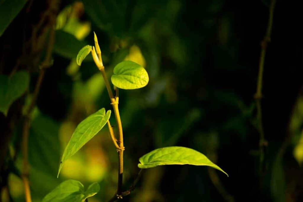 Betel leaves need lots of sunlight