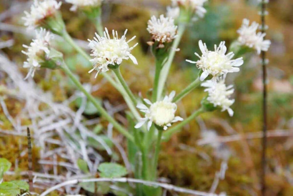 Outdoor Sweet coltsfoot with big leaves