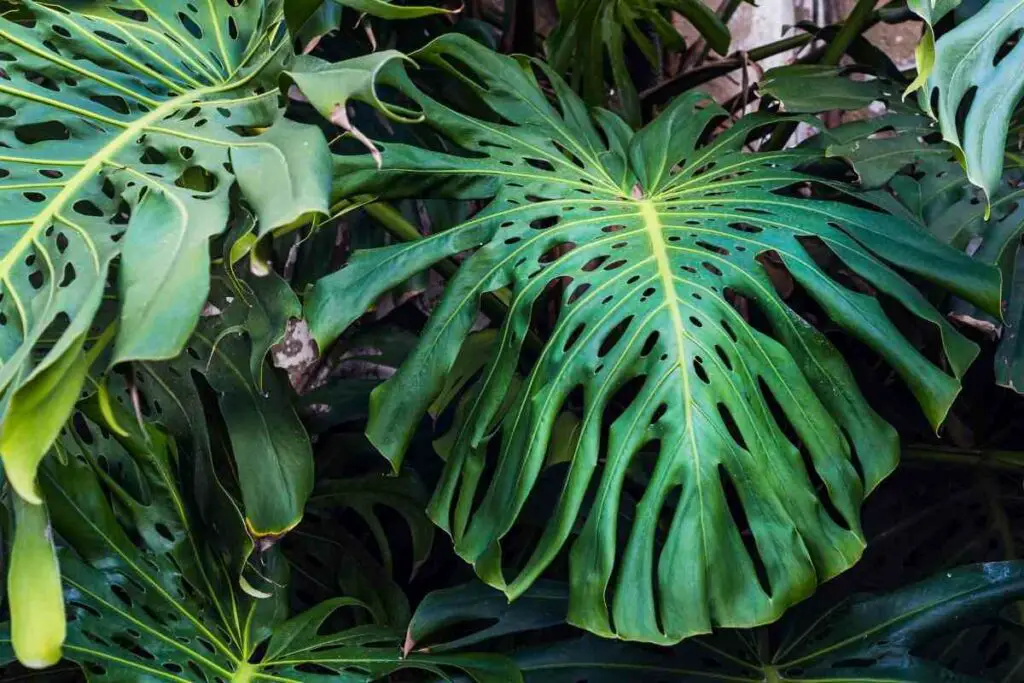 Outdoor Swiss Cheese plant with big leaves