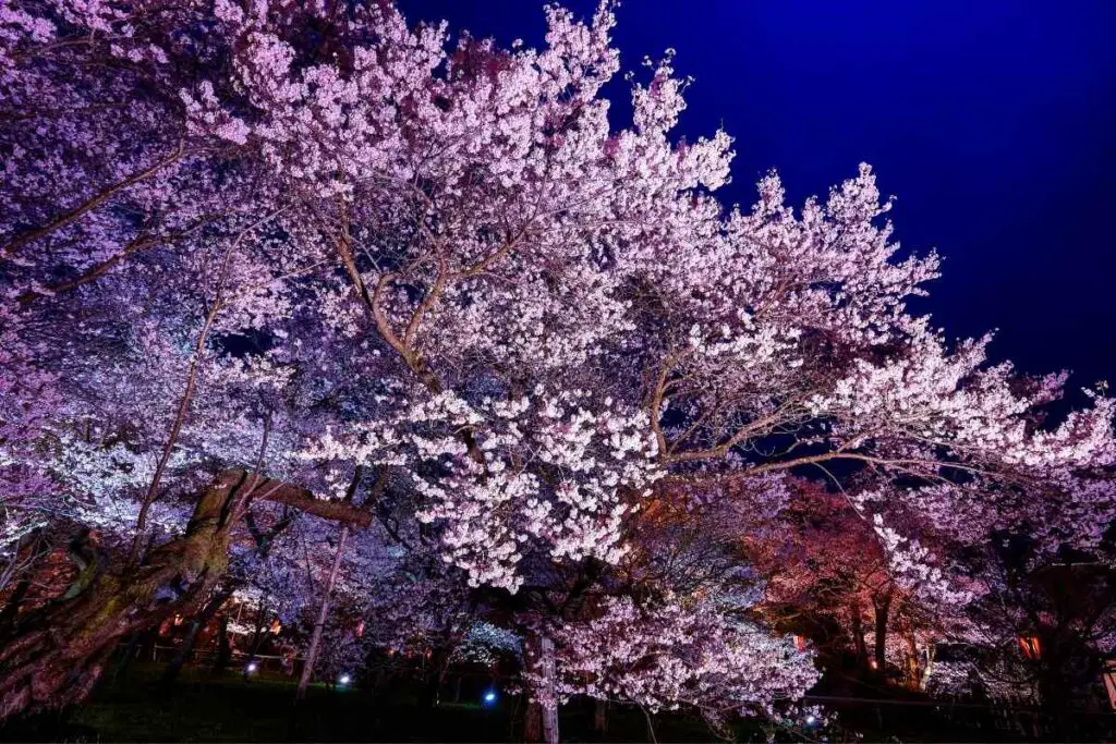 Takasago flowering cherry tree