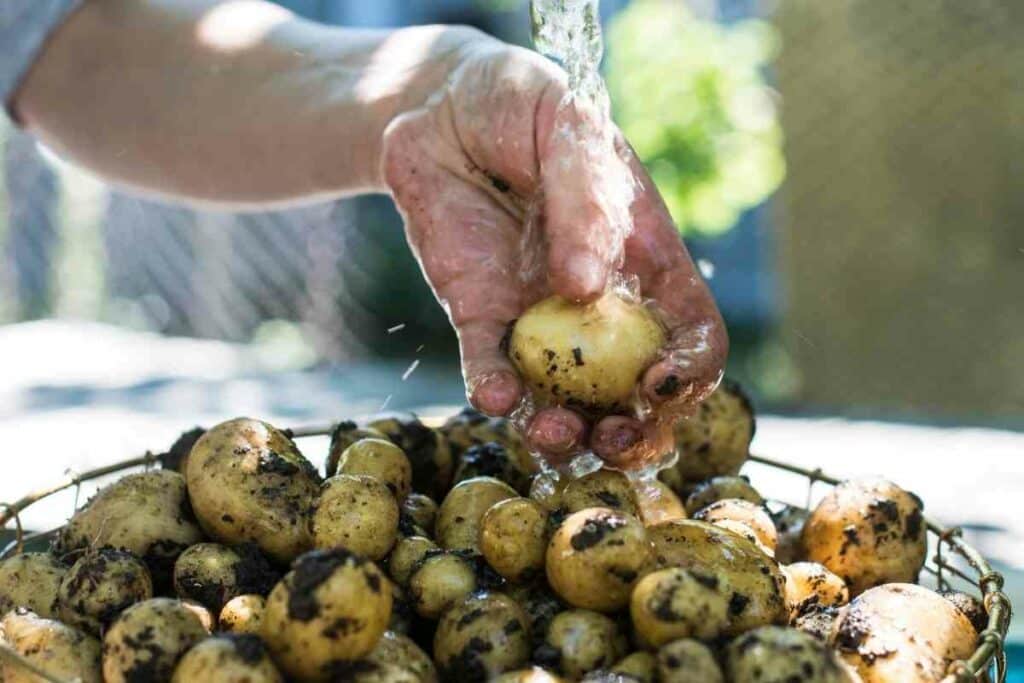 Types of potatoes listed