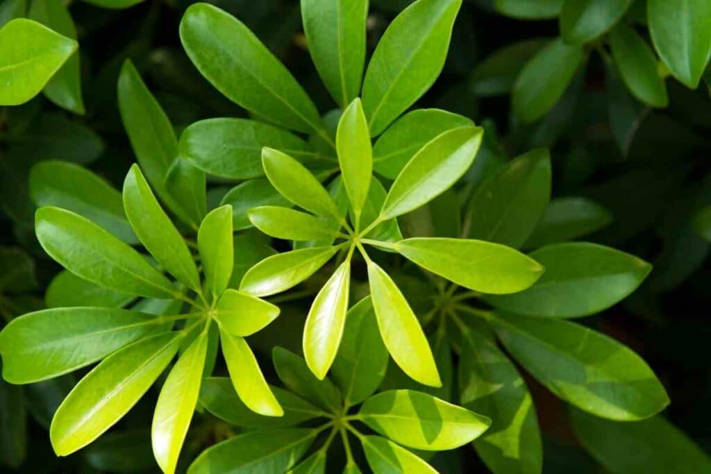 Outdoor Umbrella plant with big leaves