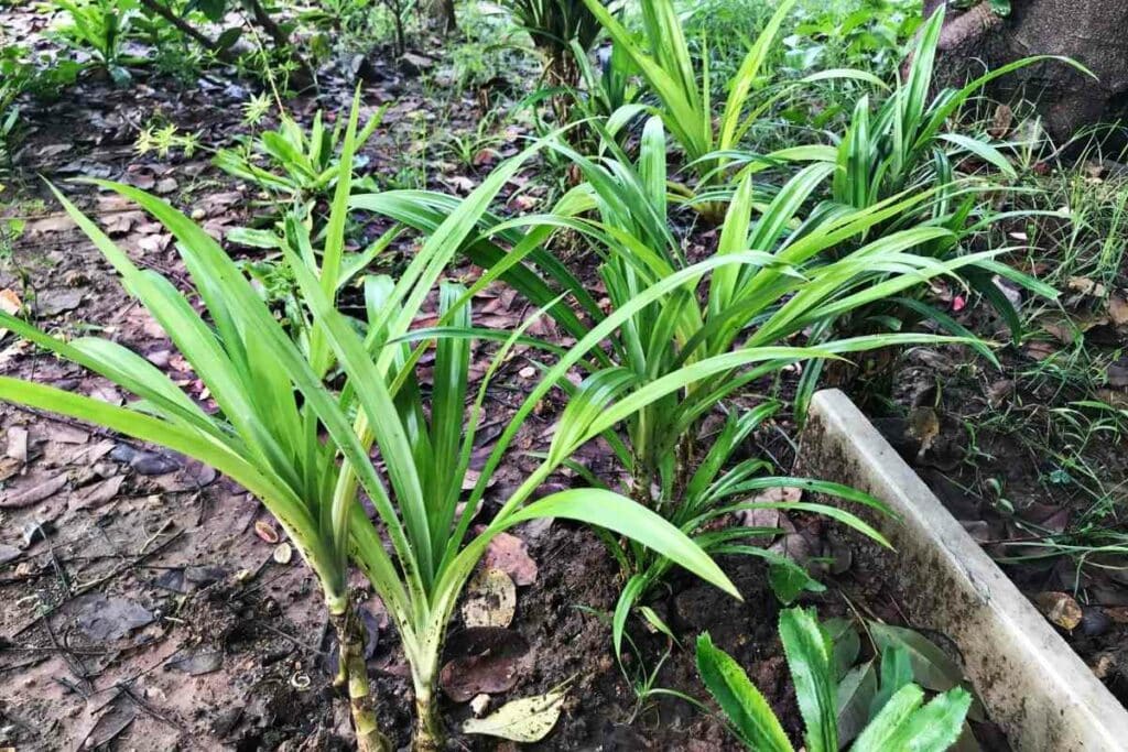 Medicinal Uses Pandan plant