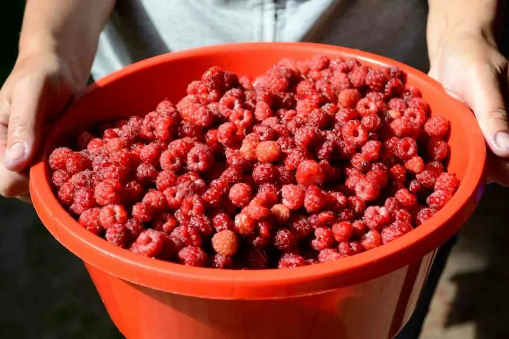 Best variety of raspberry to grow