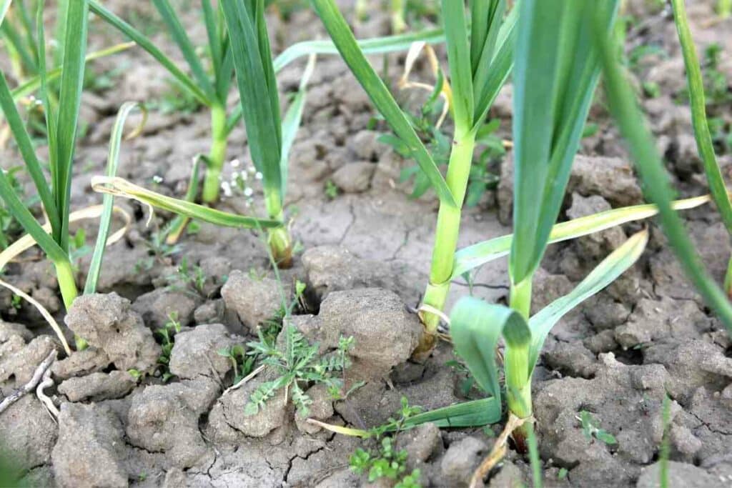 Green garlic watering needs