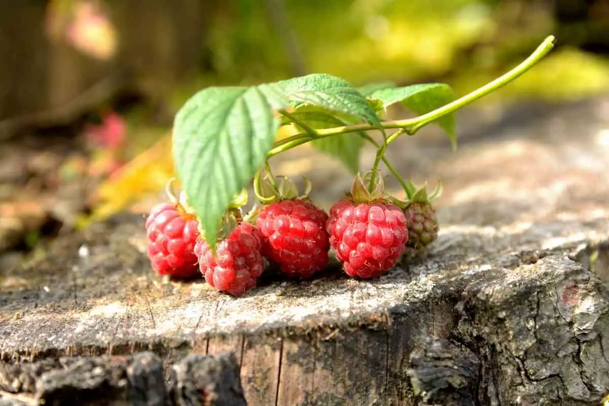 Watering raspberry fruits