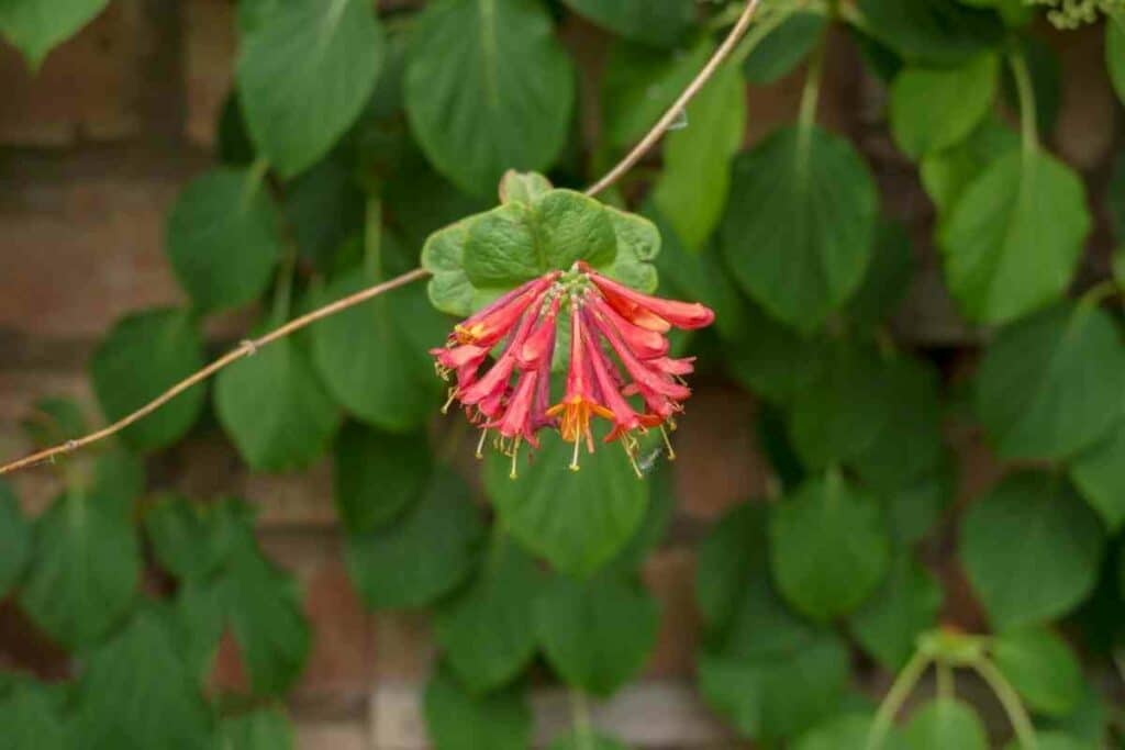 Honeysuckle Blooming