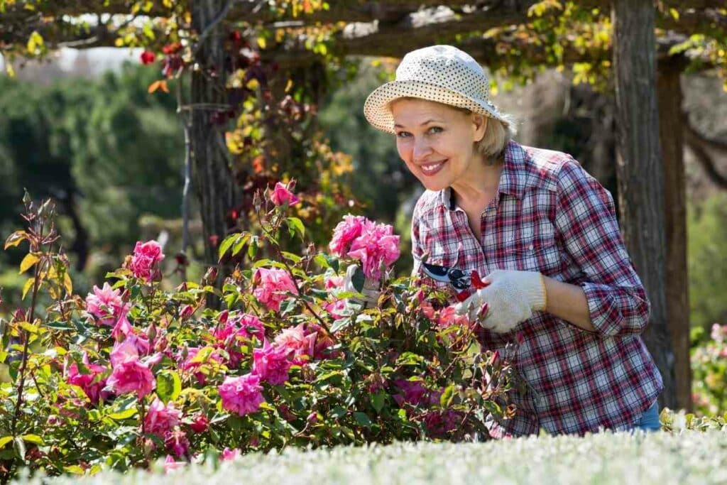 Roses bloom time year