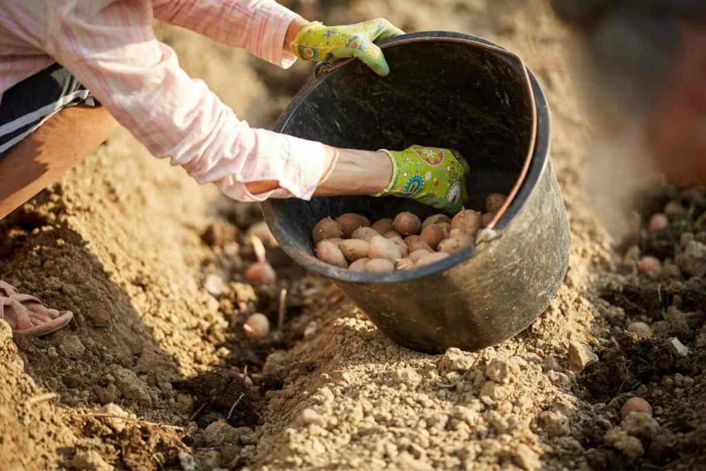 Potatoes grow best in Utah