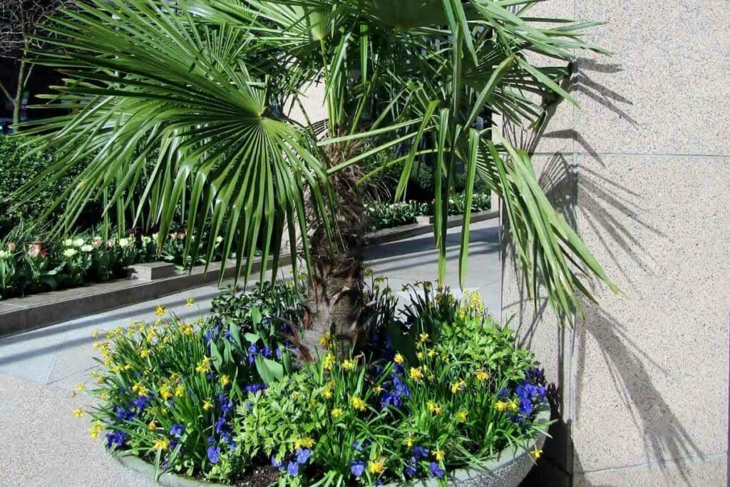 Outdoor Windmill palm tree with big leaves