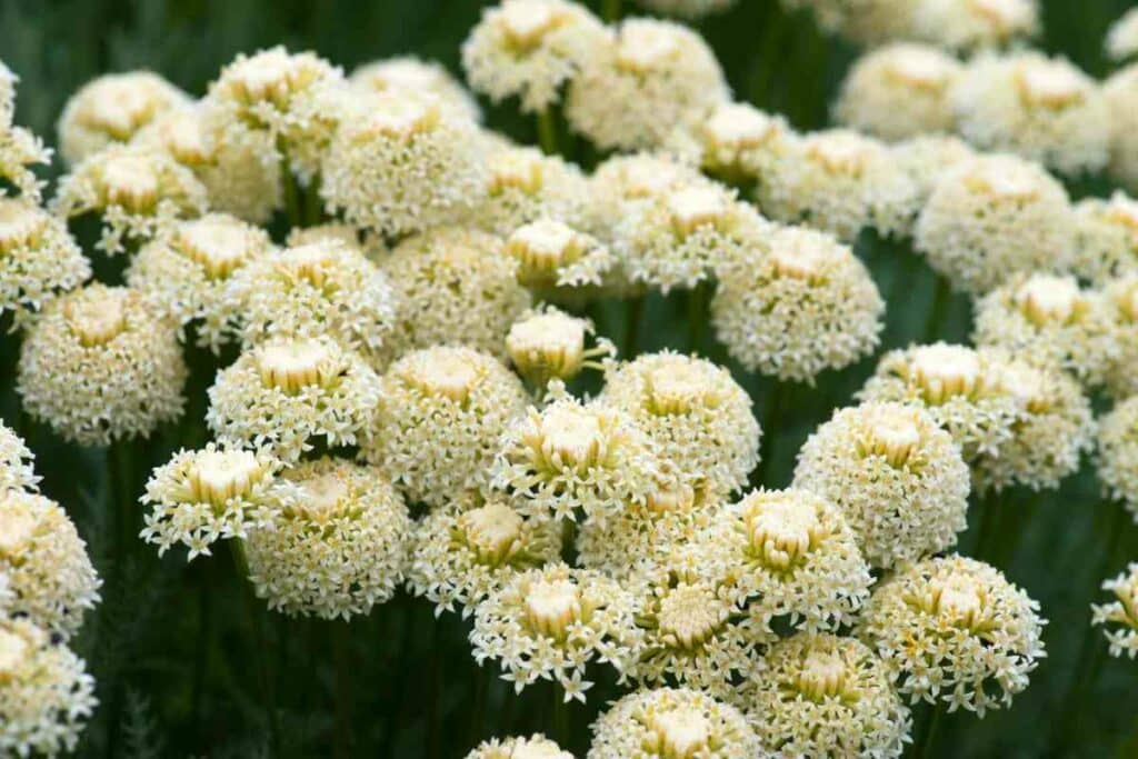 White Perennial Achillea