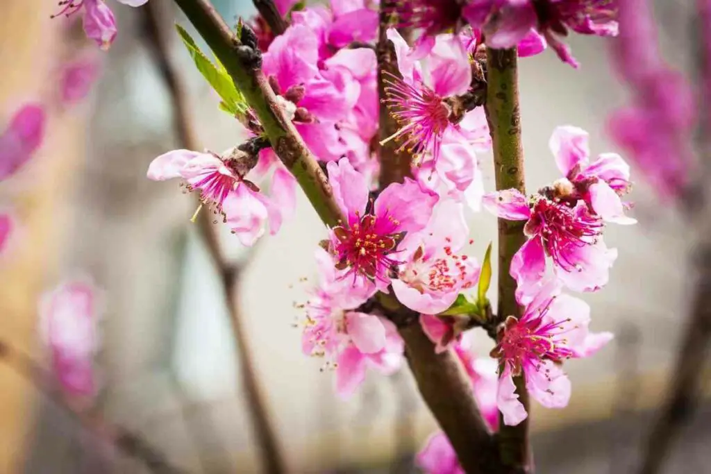 Apricot tree flowering