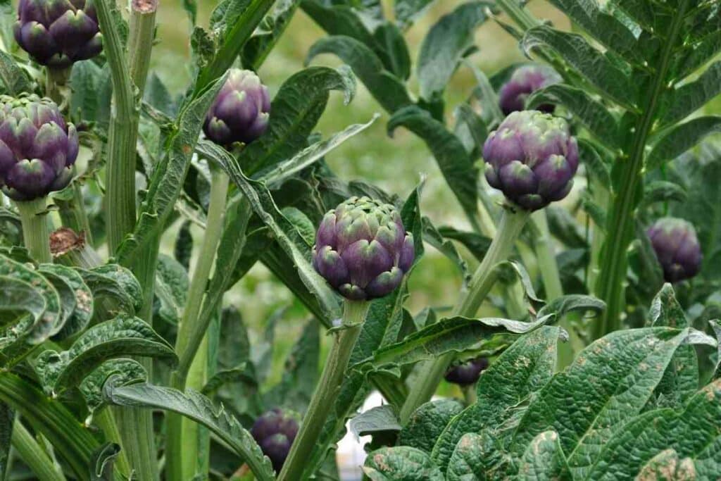 Artichokes plant