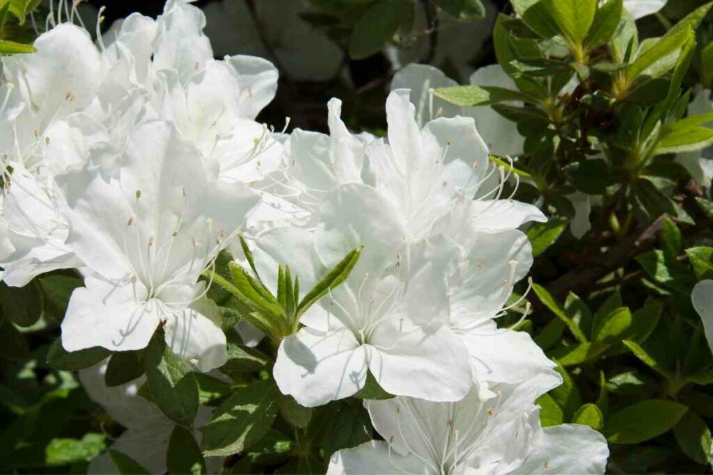 White Perennial Azalea