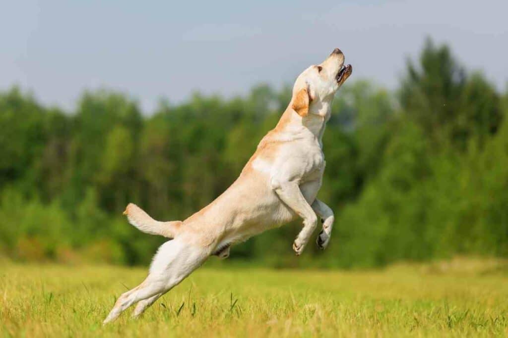 Tetherballs fun for dogs