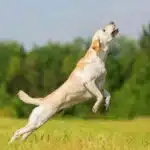 Tetherballs fun for dogs