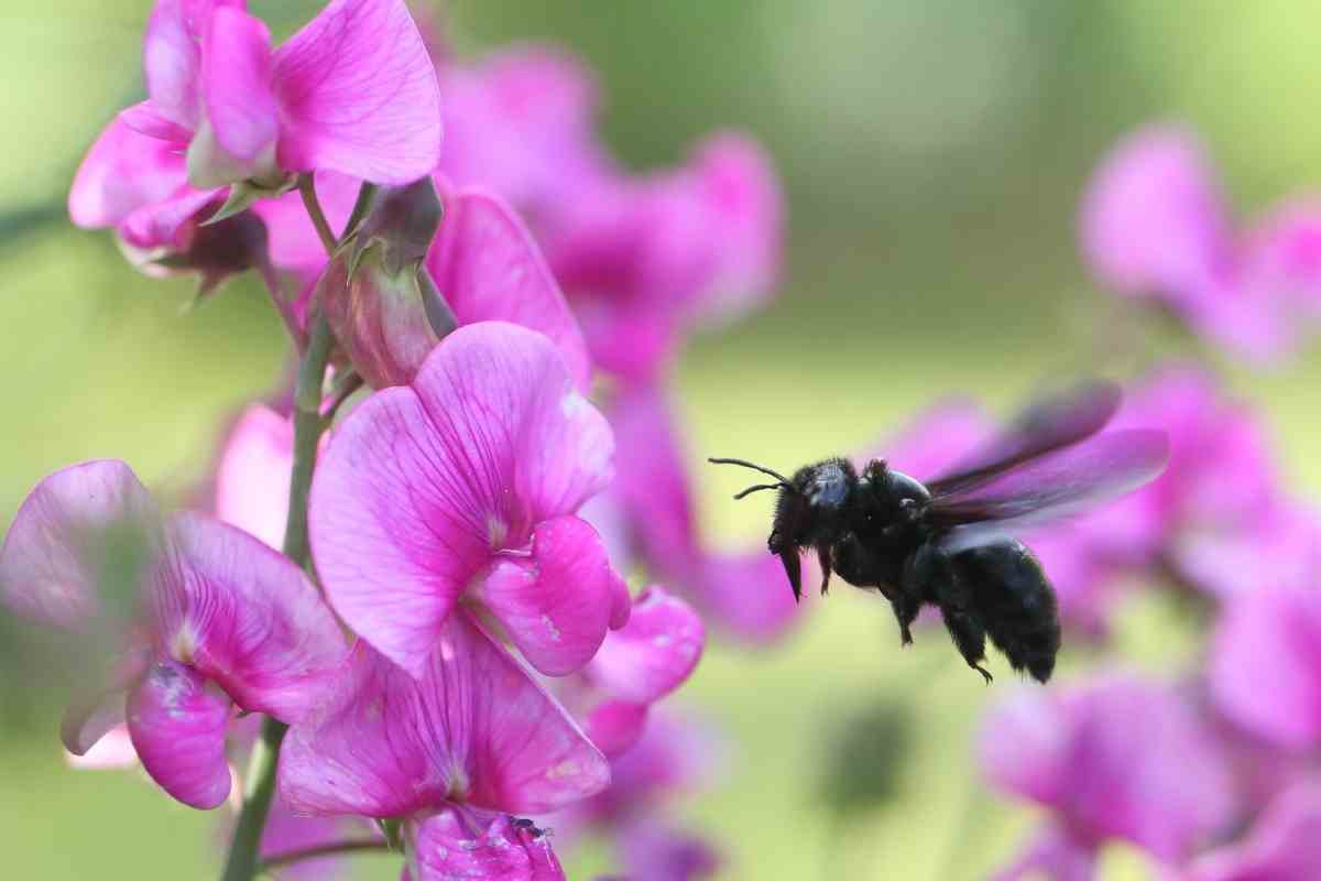 Bee identification tips