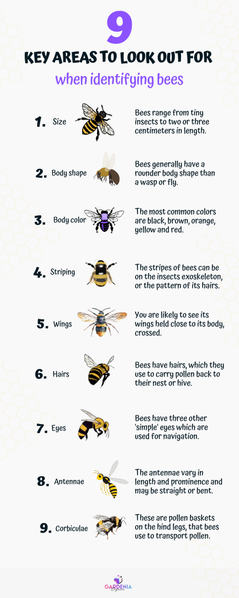 Bee Identification Guide 31 Most Common Bees In Our Gardens Gardenia Organic