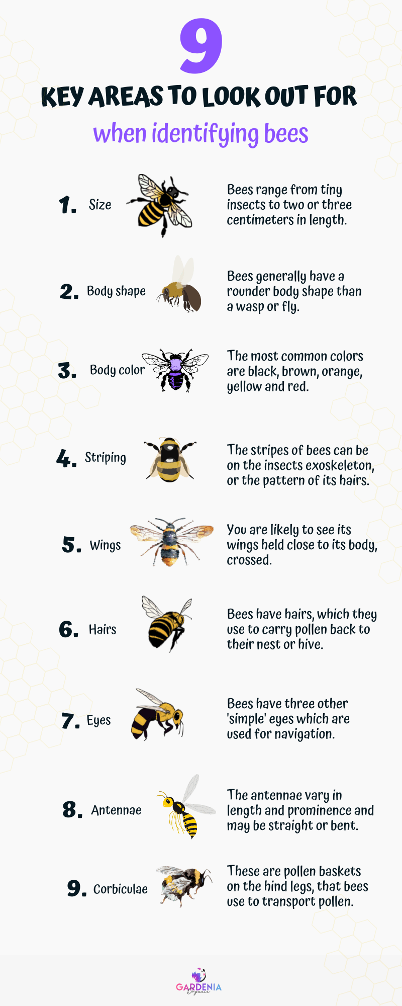 bee identification info graphic - 9 key areas to look out for when identifying bees