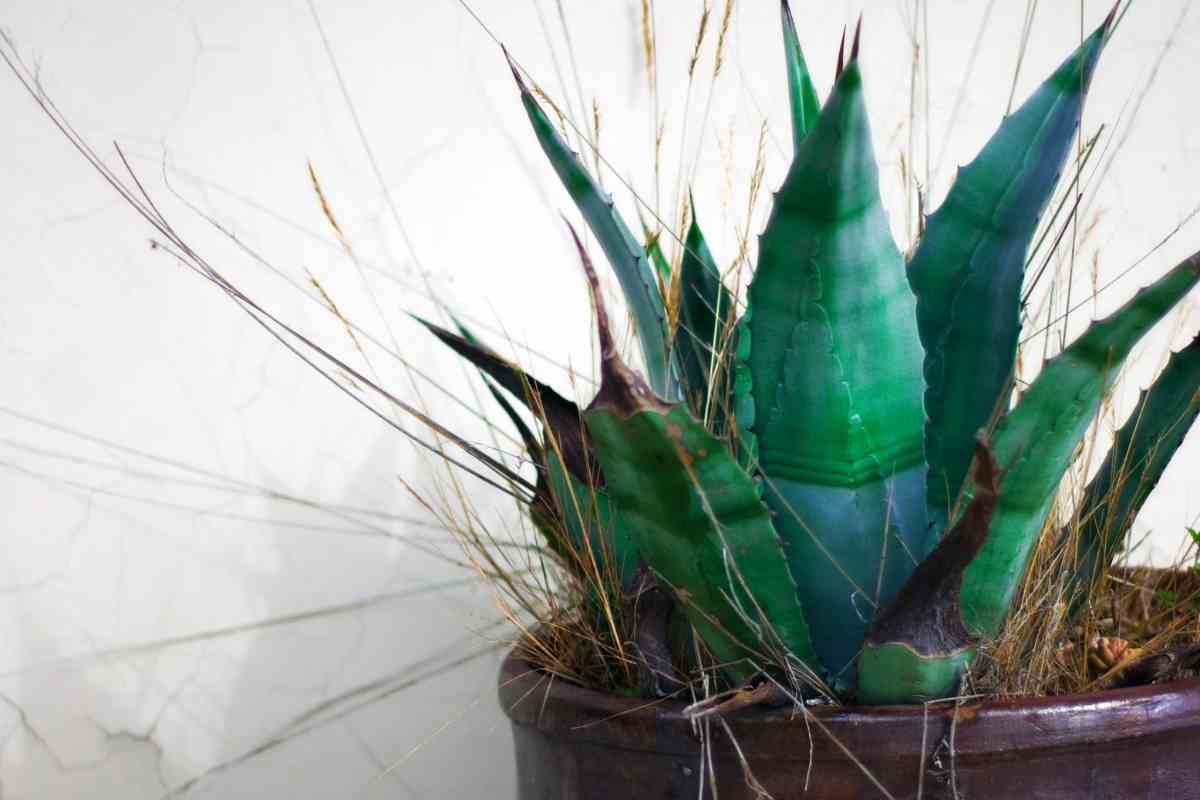 Complete Guide to Growing Blue Agave Plant Gardenia Organic