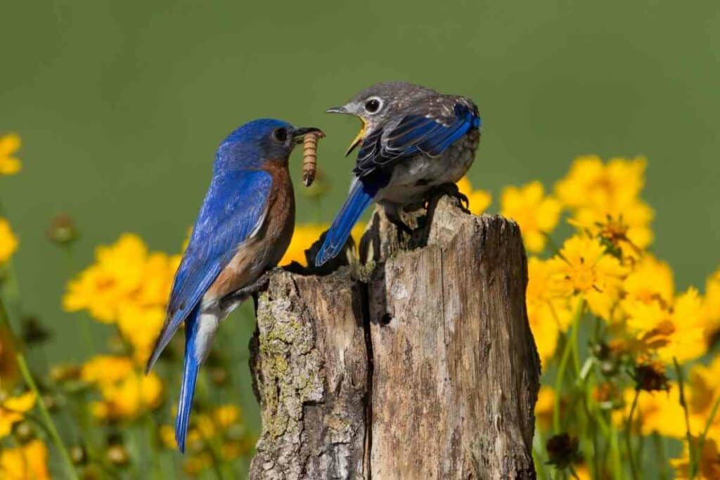 Fledging bluebirds