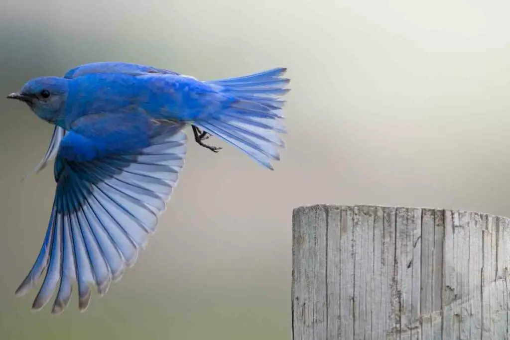 Bluebird migration
