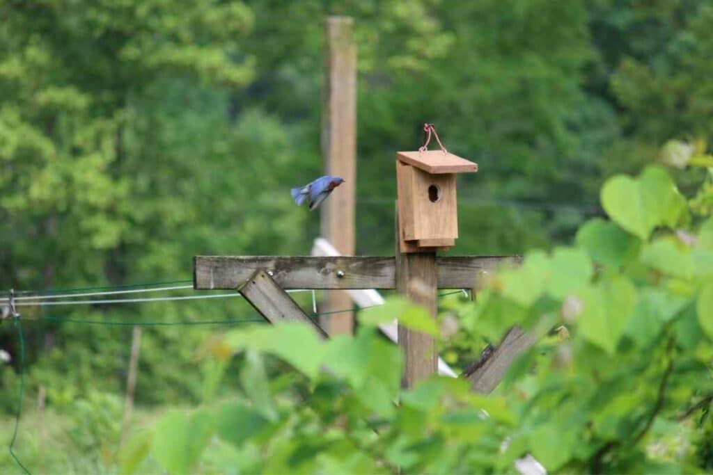 Bluebird nest