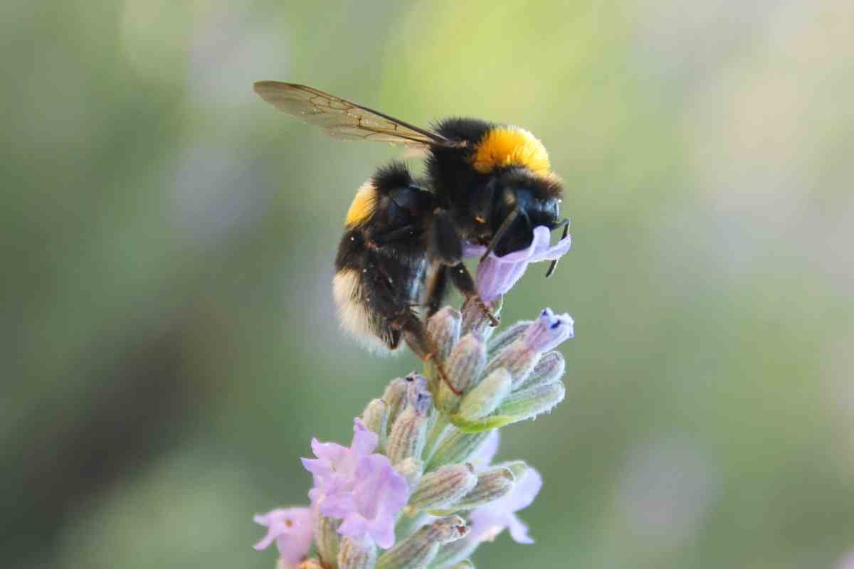 Bee Identification Guide: 31 Most Common Bees In Our Gardens - Gardenia ...