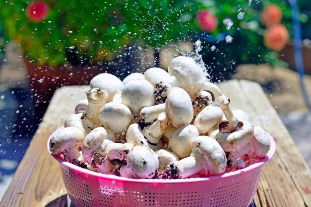 Growing button mushrooms tips