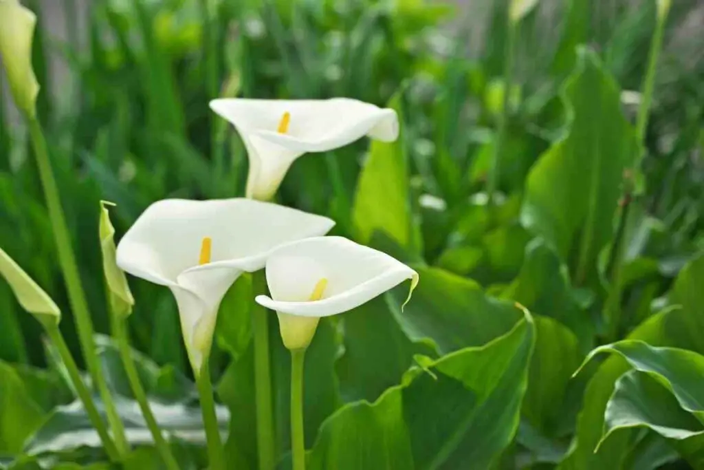 White Perennial Calla