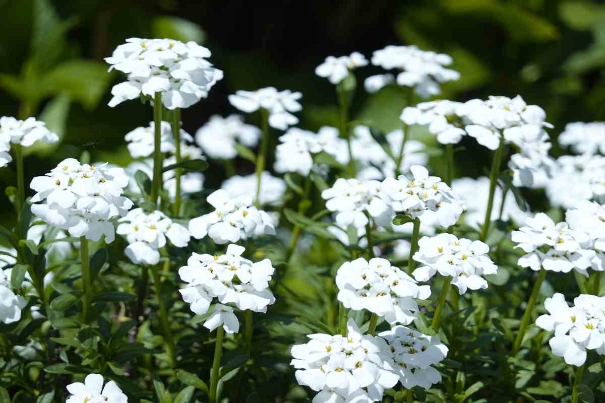 tall white perennials that bloom all summer