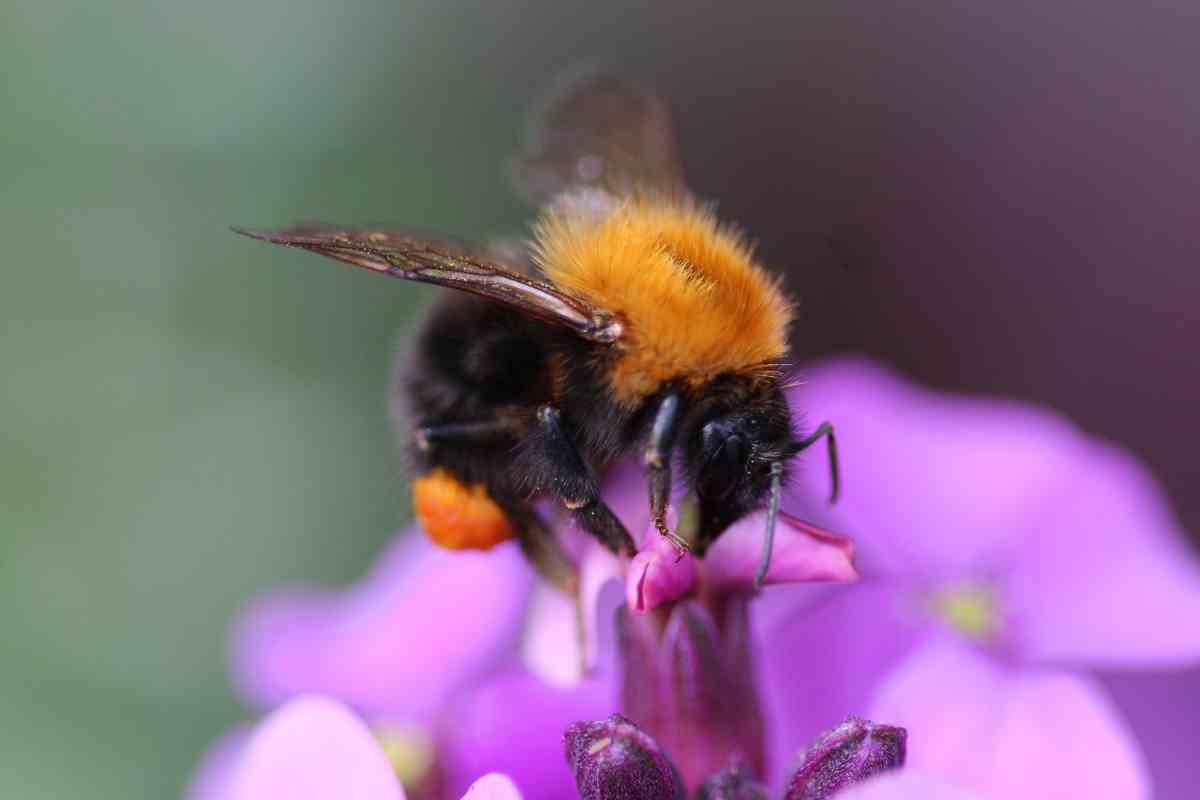 Bee Identification Guide: 31 Most Common Bees In Our Gardens - Gardenia ...