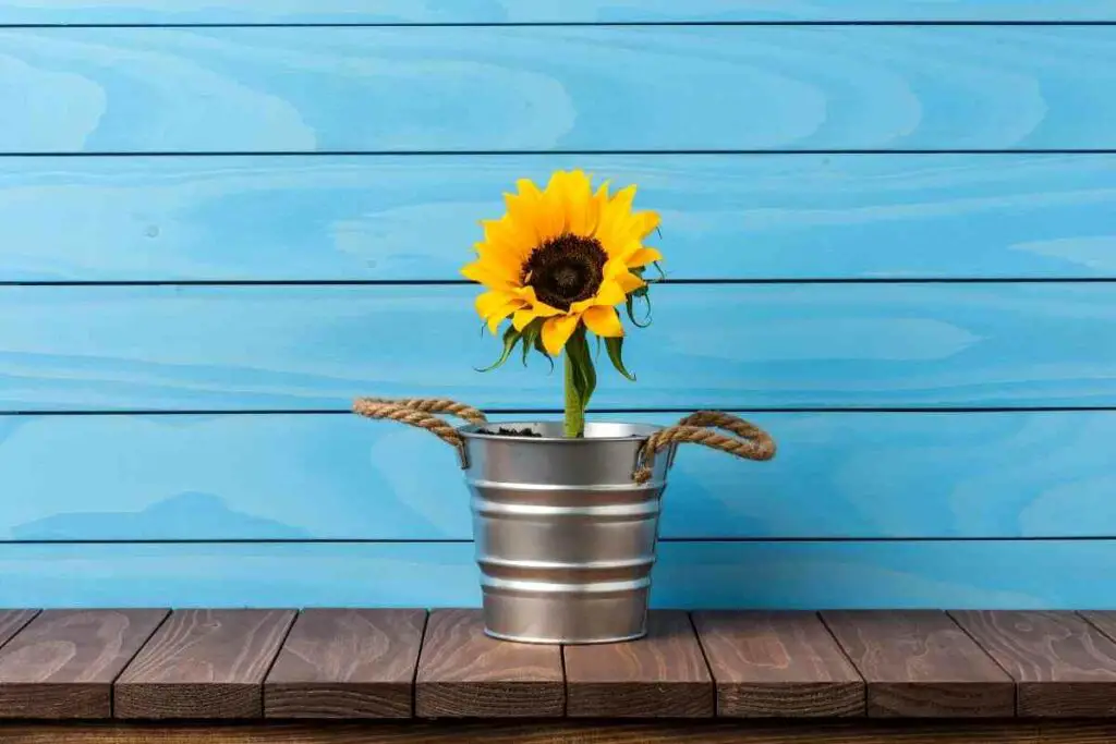 container for dwarf sunflowers guide